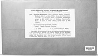 Golovinomyces valerianae image